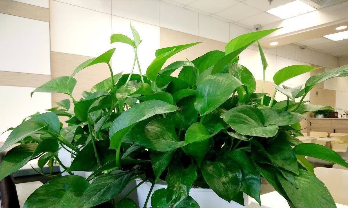 老祖宗|俗话说“一个绿萝七个鬼”,养绿萝真的好吗?老祖宗都有啥讲究