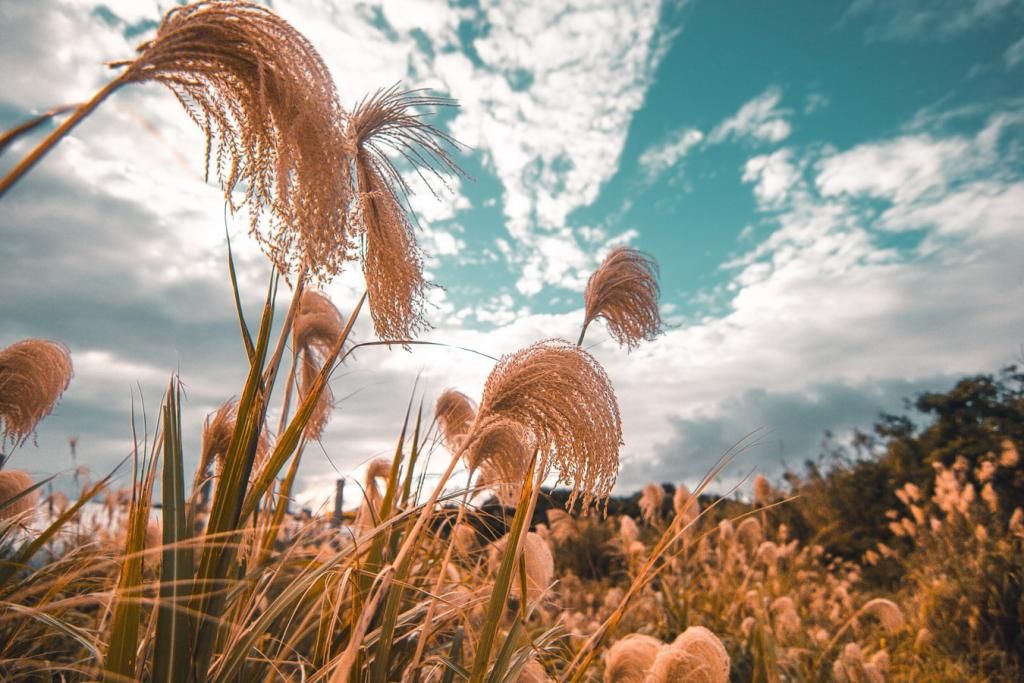  银杏|秋季有三宝，红叶银杏芦苇草！赏芦苇来这6个地！已美哭一票人