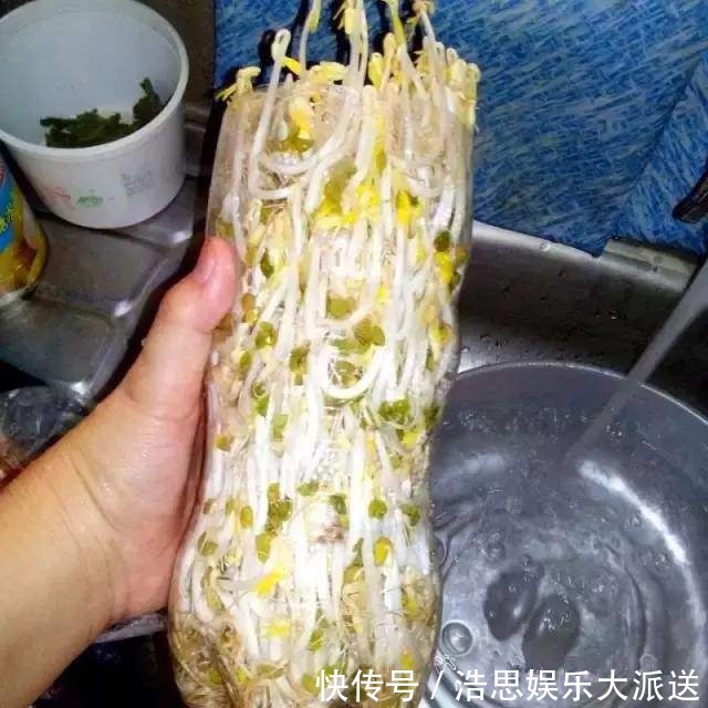 花盆|废弃塑料瓶原来还能干这事以前都扔了，悔的直跺脚！