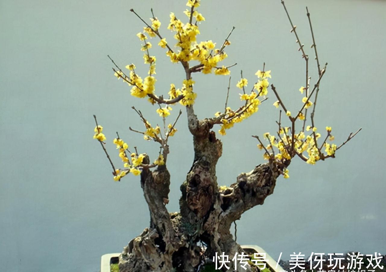 花期|5种“喜冷花”,花期主要在冬季,好养又漂亮,开花特别香