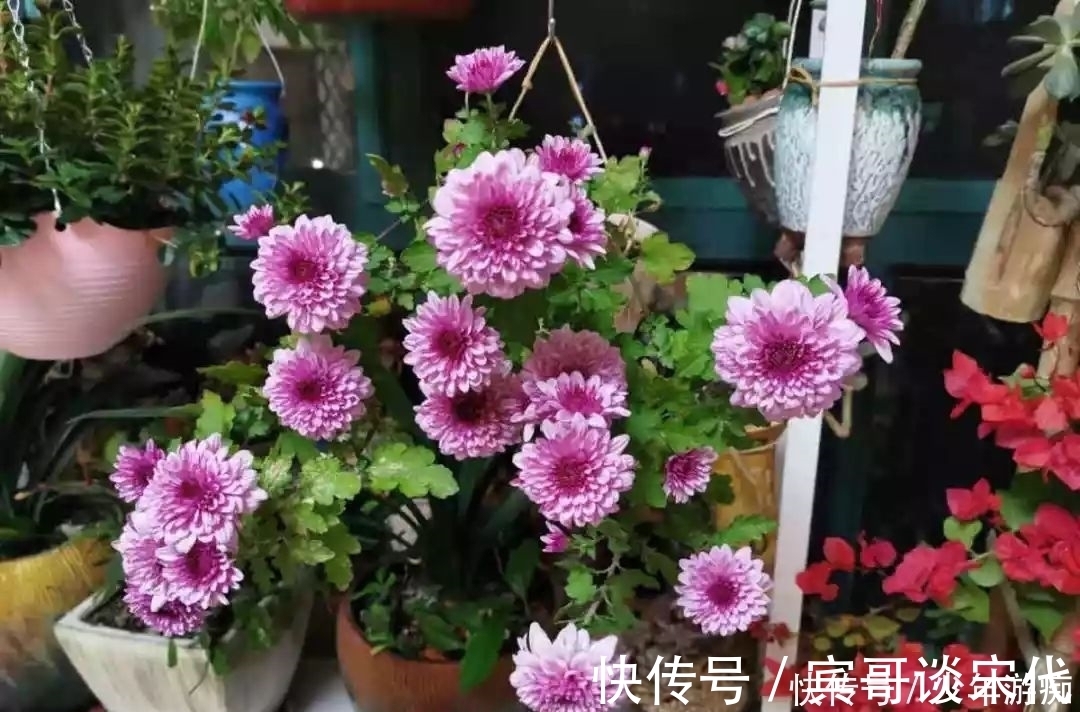 花园|养花技巧:客厅养一堆便宜花,一年四季开不停,没钱也能变花园!