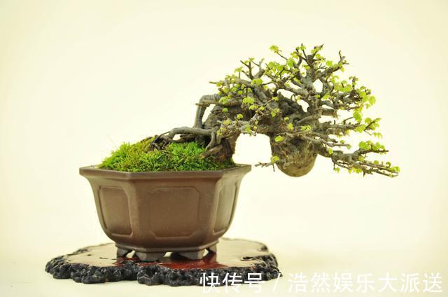 大型盆景不喜欢那就自制微型盆景，放在手上把玩，真好看！