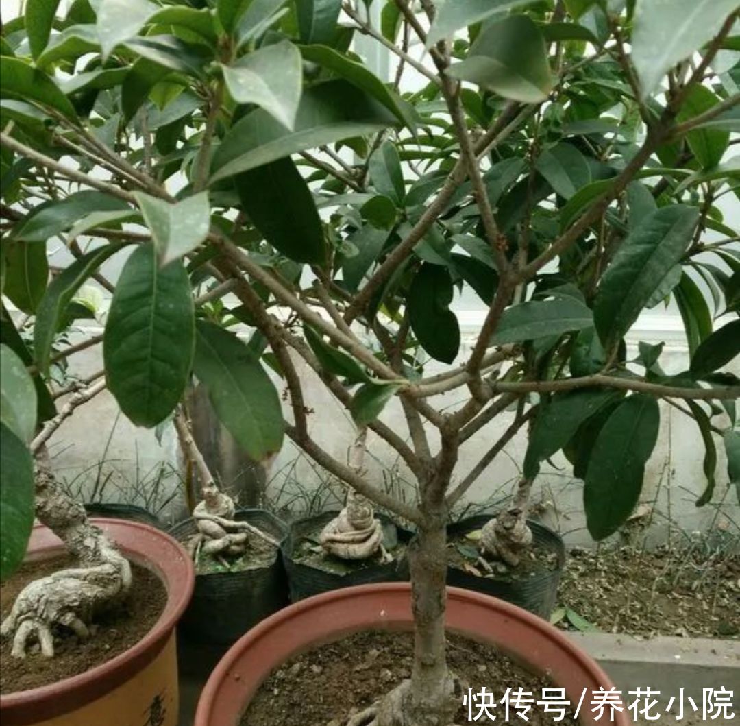 植株|家里养5种花，冬天剪一剪，来年长得旺，开花多