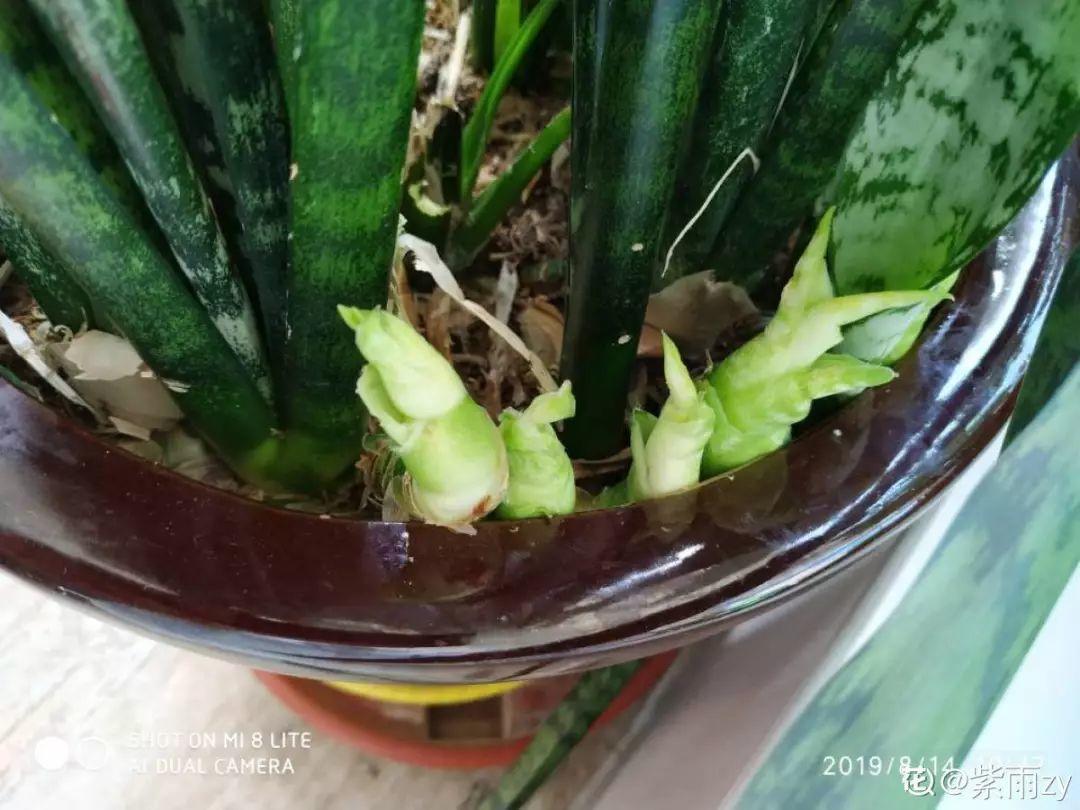 10种耐旱花,2个月不浇水,叶子反而绿油油!