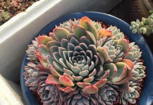 多肉长时间不长个 教你判断休眠还是僵苗 正确解决长势旺 粉紫色 多肉长时间不长个 教你判断休眠还是僵苗 正确解决长势旺 粉紫色