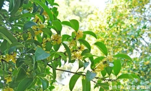 庭院种什么树最吉利,还好看?