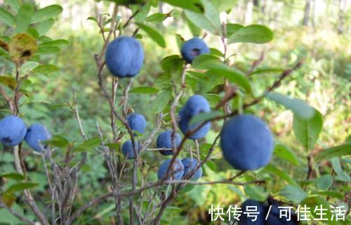 软化血管|秋天来了,多吃以下四种食物,具有养肝明目、软化血管等保健功效