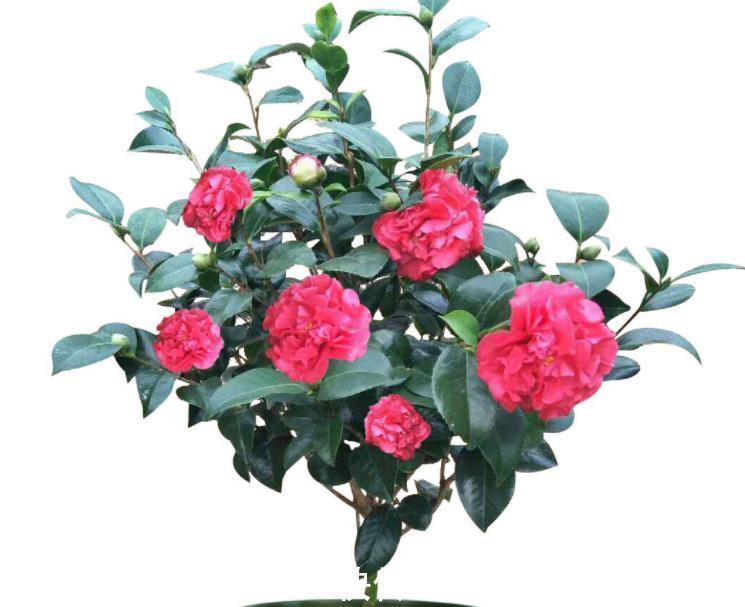 如果不差钱,客厅建议摆放3样“高贵花卉”,让家居更精致