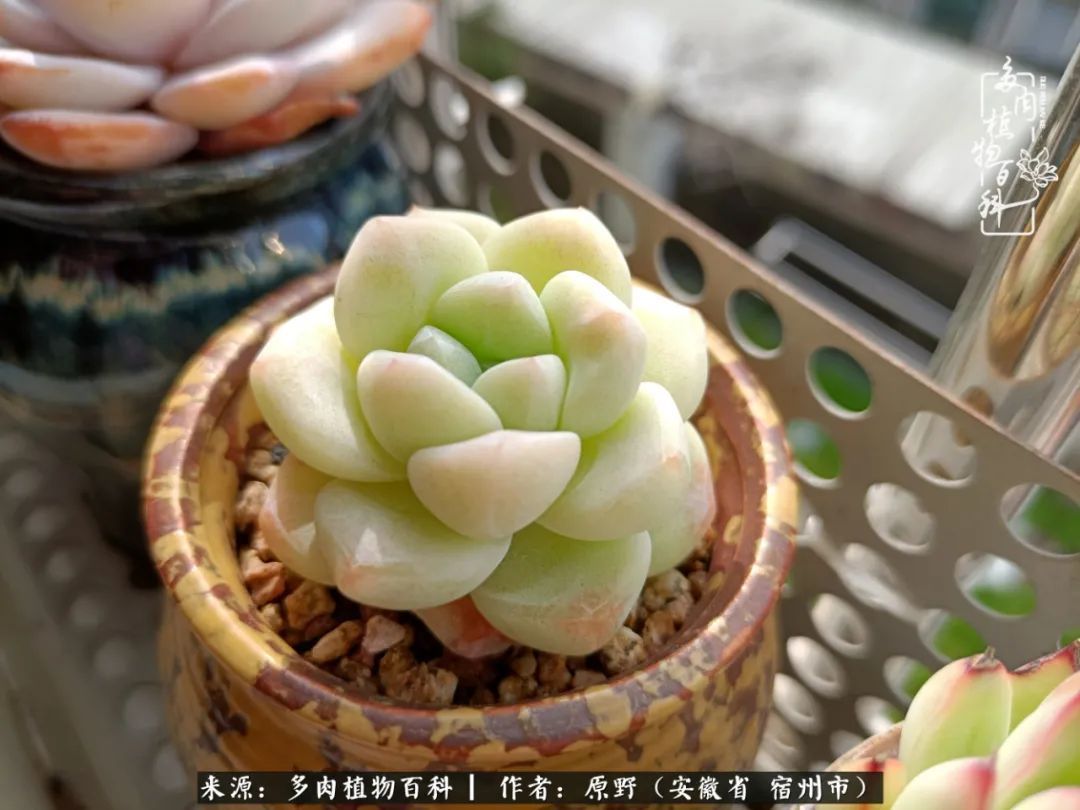 揭秘那些干净又温暖的多肉照片从哪里来