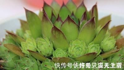 爆盆|为何别人的肉肉轻松就爆盆,原来他们种了这种会生“宝宝”的多肉