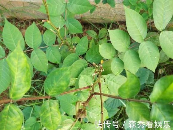 野菜|广西农村最好吃的野菜,很多人叫不出名字,你吃过几种