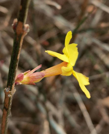 清风专栏｜迎春花开