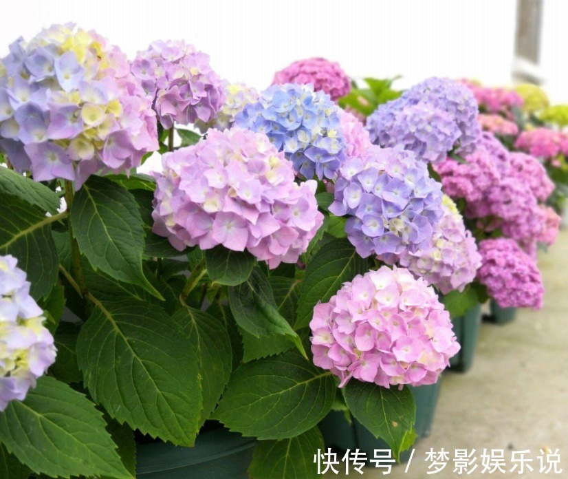 夏季养殖绣球花,怕花大压弯枝头?学会这几招,植株不倒伏