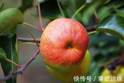 元气满满|早上吃水果有讲究,这3种水果可以吃,而这5种千万别空腹吃