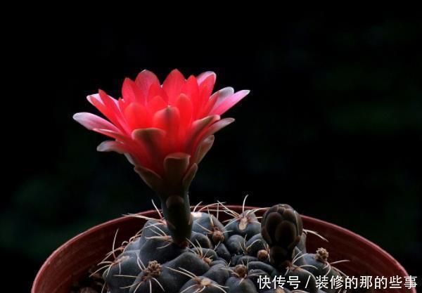 客厅4种“耐旱”花,耐阴又耐旱,不黄叶不烂根,新手也能养爆盆