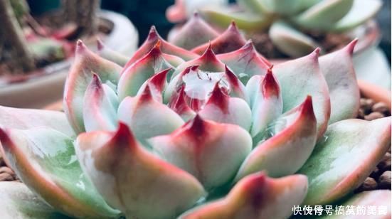 浇水|多肉界的吉娃娃,一浇水就变成大饼脸,真是气死了