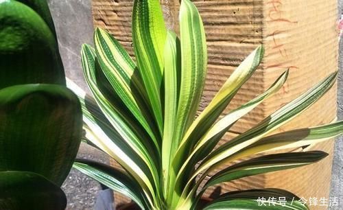 老太太|“懒养”君子兰,一年不施肥,叶片油亮,花朵娇艳,花开四季不断