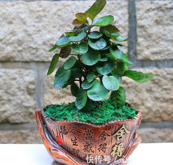 补充水分|这些镇宅盆景摆放在客厅,可让人身心愉悦,最受富人青睐