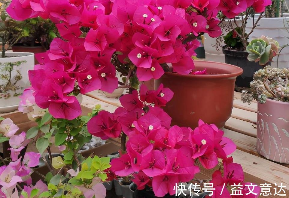 盆栽|家庭养三角梅,不达到这4个条件,盆栽很难四季开花