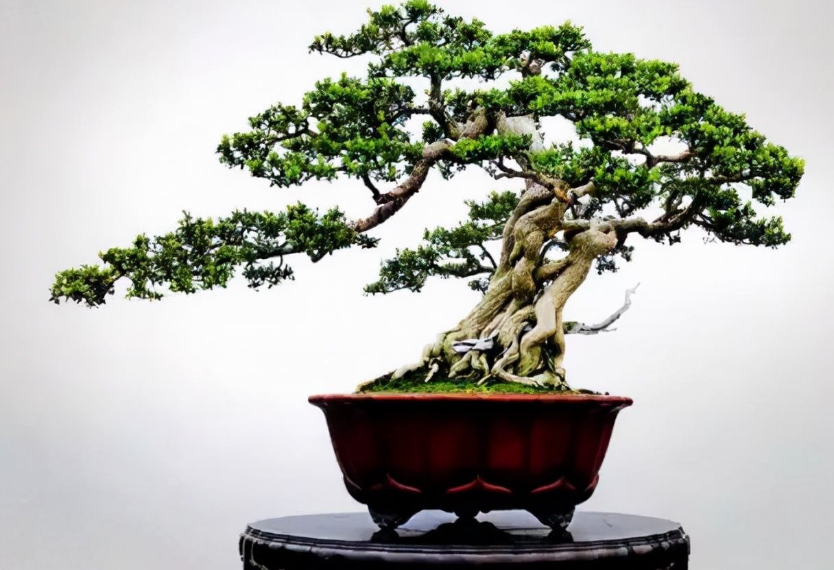 牛津学院|走出“盆景教育”误区，让孩子成长为一个“普通人”