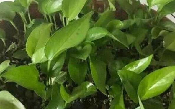 盆里有了“它”，难怪花花草草都“疯”长，观赏价值高还实用