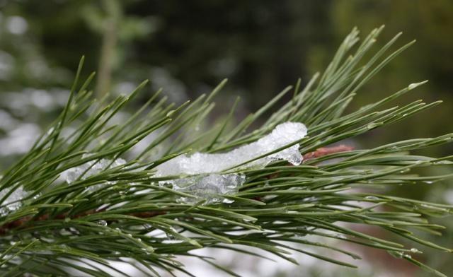 花卉换盆换土，记得这一步，没了黄叶烂根！