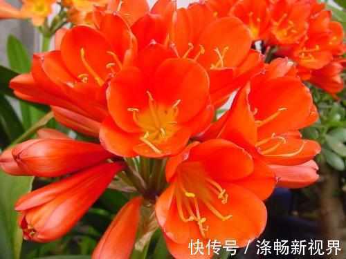 老花农告诉我用这种东西养君子兰,叶子绿油油花朵无数