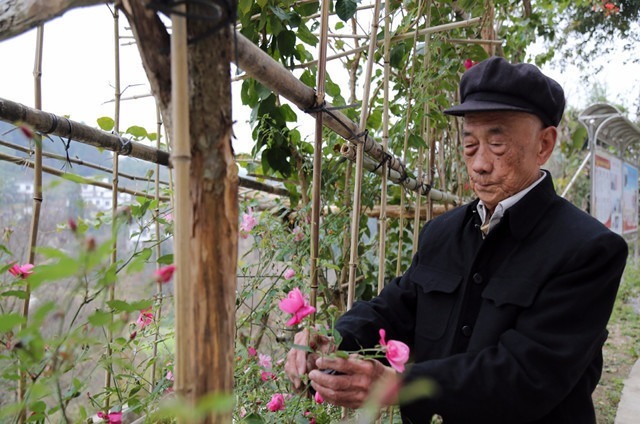 肝细胞|90岁老人长寿秘诀：坚持3点，肝越来越“年轻”，肝好人长寿