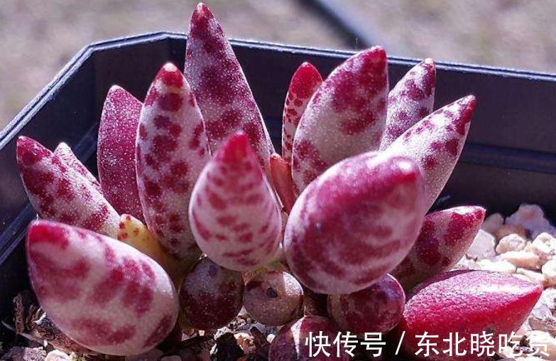 被拉下神坛的3种网红多肉，皮实好养惹人爱，哪种是你钟爱的？