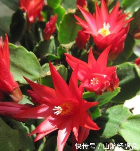 室内养盆“大荷花”,一盆胜过10盆,花朵大又艳,花开四季拉不