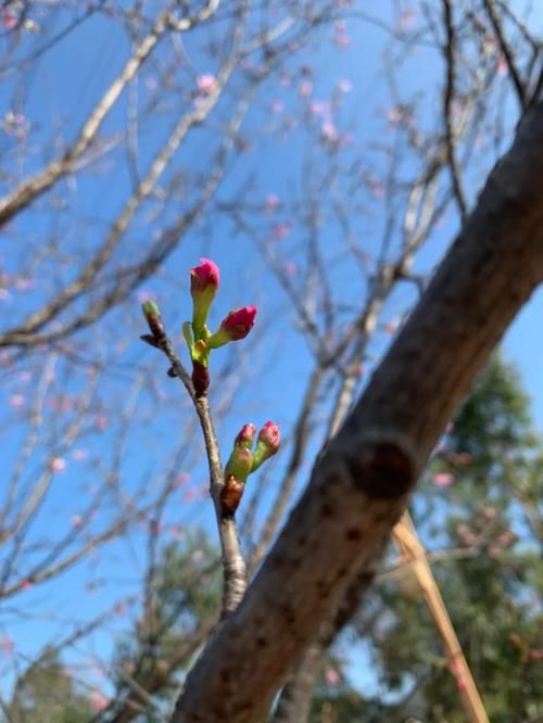 美炸！珠海这片粉红“花海”免费开放啦！趁还没火赶紧去…