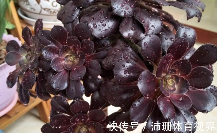 养多肉黑法师,将注意力集中在这3点,盆栽长得格外精神