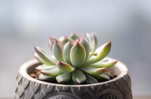 要注意多肉的6个求救信号, 看到了要行动 ,要不凉凉