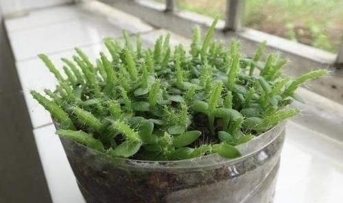 火龙果|胡大妈在家种“果树”,6个月长成“小盆景”,3年结出20个果,值