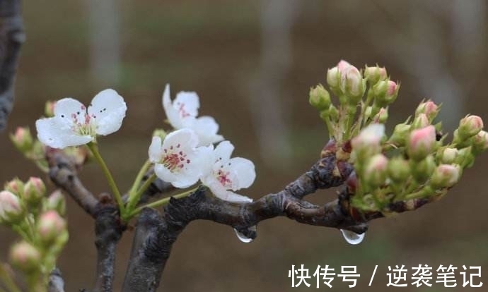 泪痕#秦观《鹧鸪天.枝上流莺和泪闻》：雨打梨花深闭门