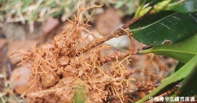 栀子花|扦插月季、栀子花、三角梅，只用一个矿泉水瓶，插出满满大白根