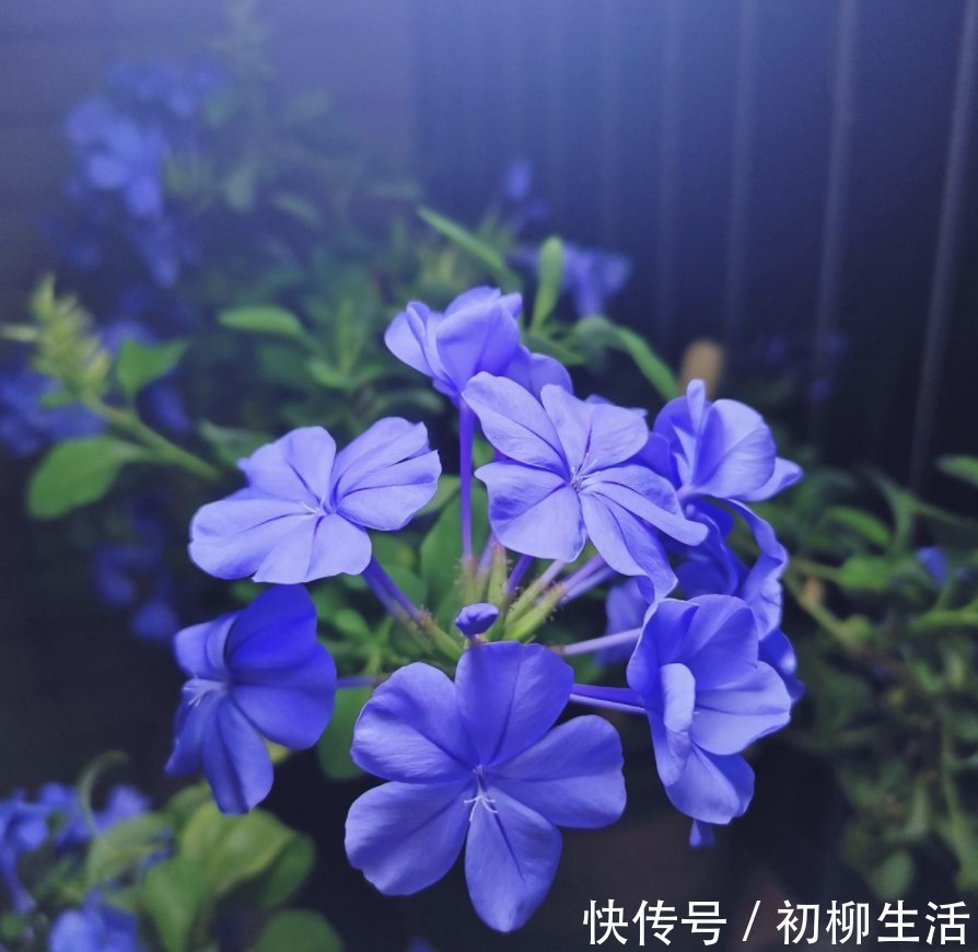花友们|冬天浇水不注意,浇一次死一棵,好好的花都浇坏了
