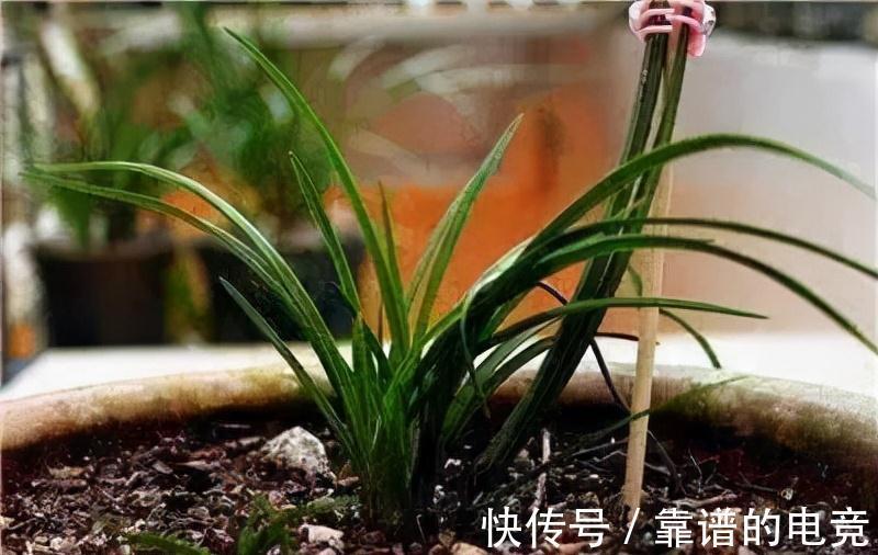 种兰花不做这3个步骤，养上3年还是白搭，赶紧改变，春节看花