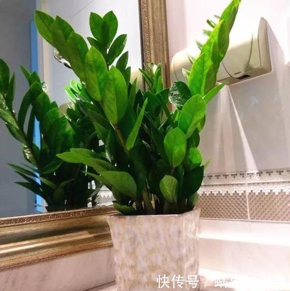 盆栽金钱树,冬末多关注这几个地方,绿叶新芽冒不停