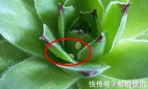 多肉长虫了怎么办3个小方法，虫子一个都不见，叶片又肥又美
