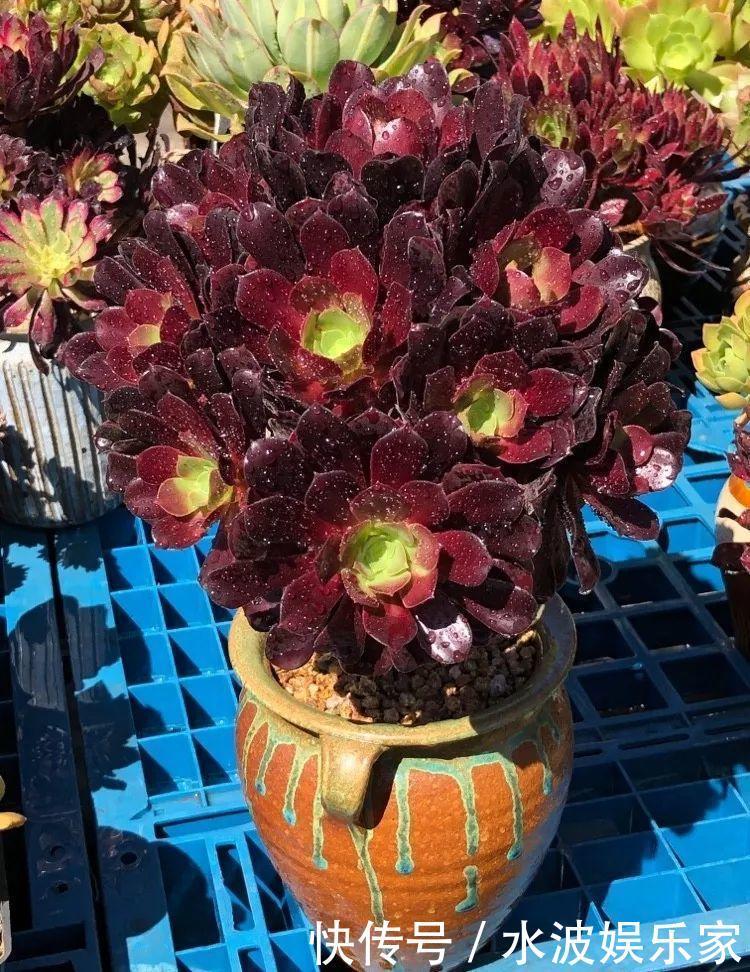 品种|多肉狠心砍1刀,窜出一圈新芽,花盆都容不下它了!