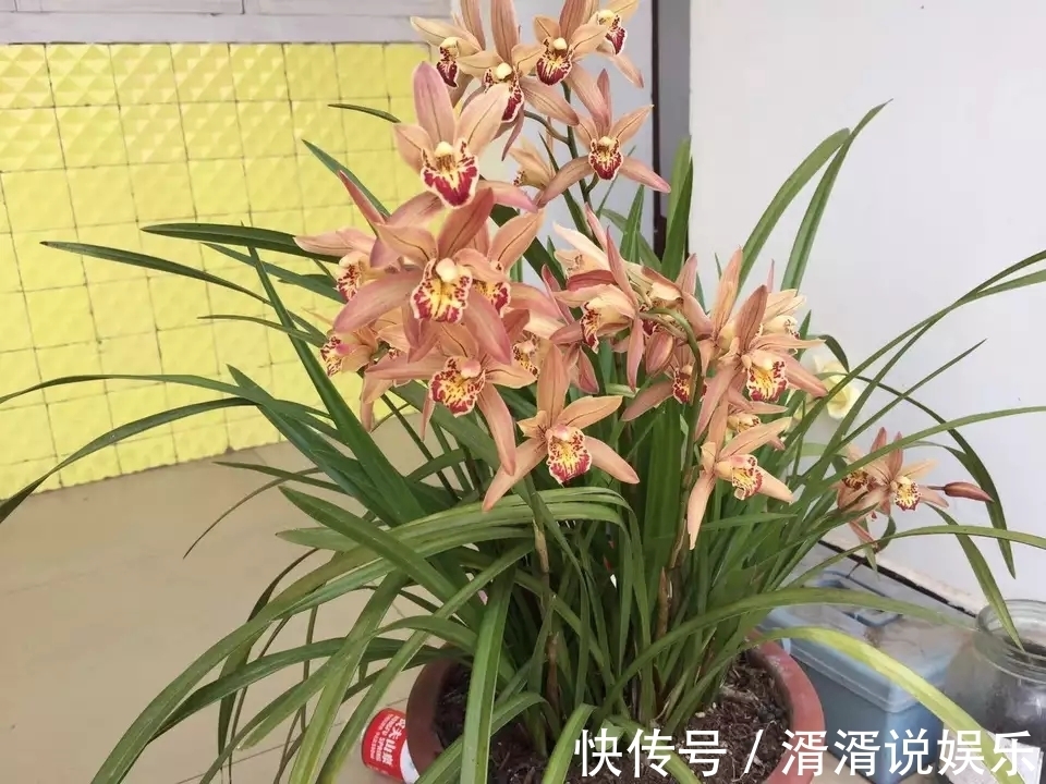 兰花芦头|只有根系没有叶片的兰花还能养吗挖个坑埋起来，一个月见惊喜