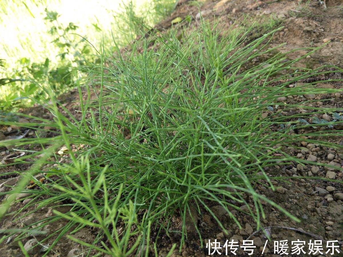 家庭院|可以吸收土里黄金的草，若生长在您家庭院，请珍惜别铲除