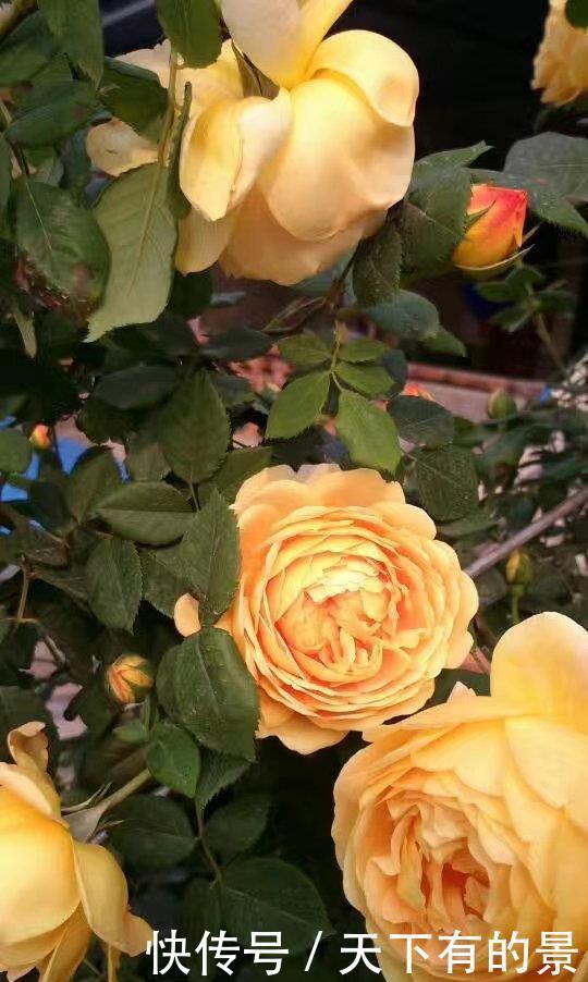 壮笋|养月季别急着开花,先壮笋再养叶,花量成倍增长,一整年都有花赏