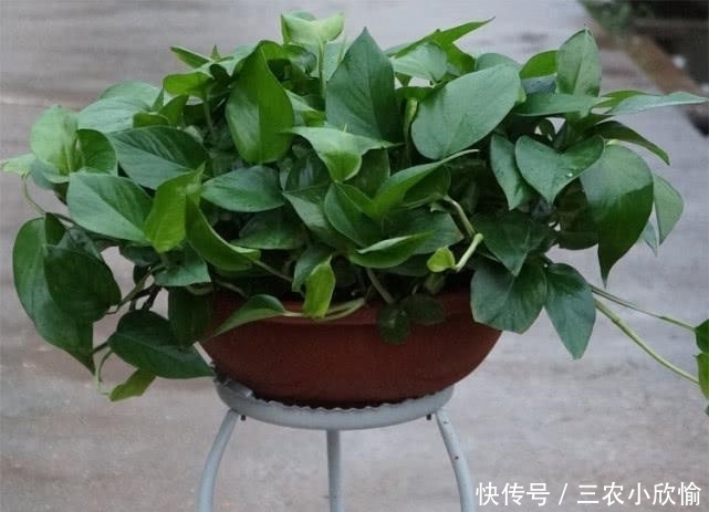 绿萝|绿萝这么养, 一年就能爬满墙