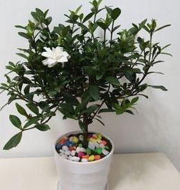 养好栀子花，要天天“风流”，不黄叶不烂根，,一次开花上百朵