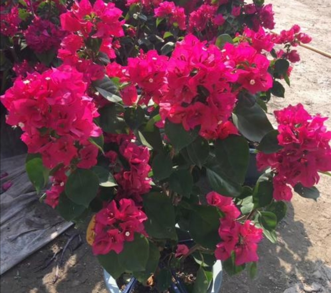 4种常见的花,冬天要“干养”,不然容易烂根落叶,难过冬