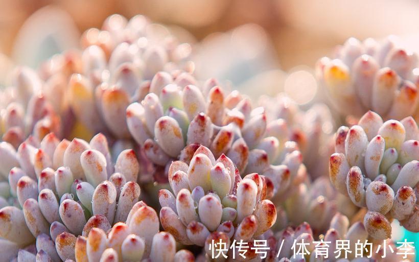 如何让多肉颜色更丰富，做好5点就能让多肉变得更美