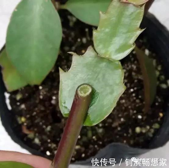 蟹爪兰用它嫁接2米高,一学就会,花量暴增还不烂根!