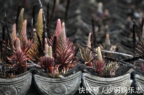 在农村的房顶上这种草处处可见，记得不要拔掉，用途很大